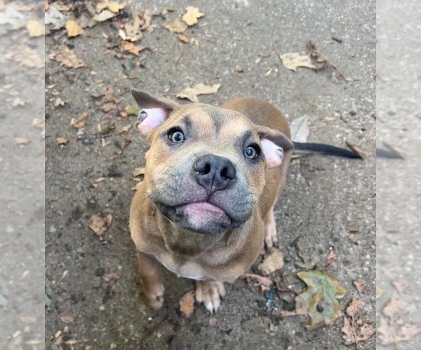 Medium Photo #2 American Pit Bull Terrier Puppy For Sale in Evansville, IN, USA