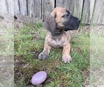 Small Photo #5 Great Dane Puppy For Sale in SALTVILLE, VA, USA