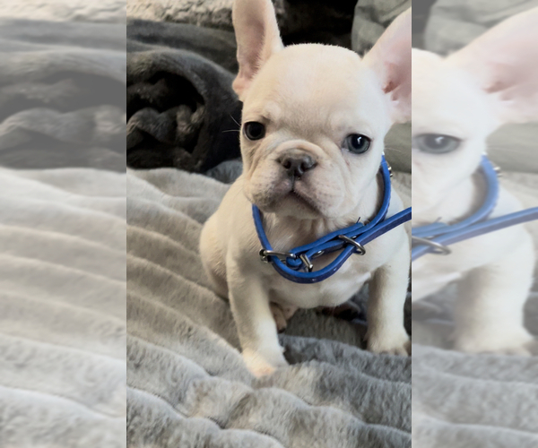 Medium Photo #9 French Bulldog Puppy For Sale in LOS ANGELES, CA, USA