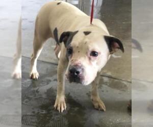 Mutt Dogs for adoption in Riverside, CA, USA