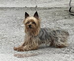 Small #1 Mutt
