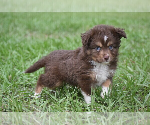 Medium Photo #2 Miniature Australian Shepherd Puppy For Sale in PALM COAST, FL, USA