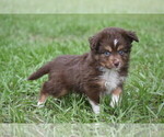 Small #1 Miniature Australian Shepherd