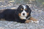 Puppy 2 Bernese Mountain Dog