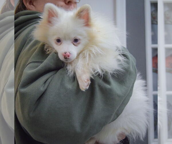Medium Photo #4 Pomeranian Puppy For Sale in Huntley, IL, USA