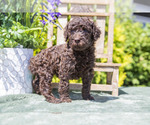 Puppy Paisley Poodle (Standard)