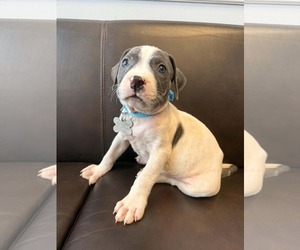 American Staffordshire Terrier-Unknown Mix Dogs for adoption in Holly Springs, NC, USA