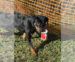 Small #5 Rottweiler
