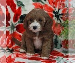 Small Photo #5 Cavapoo Puppy For Sale in PARKESBURG, PA, USA