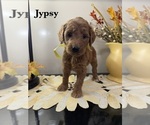 Puppy 3 Goldendoodle