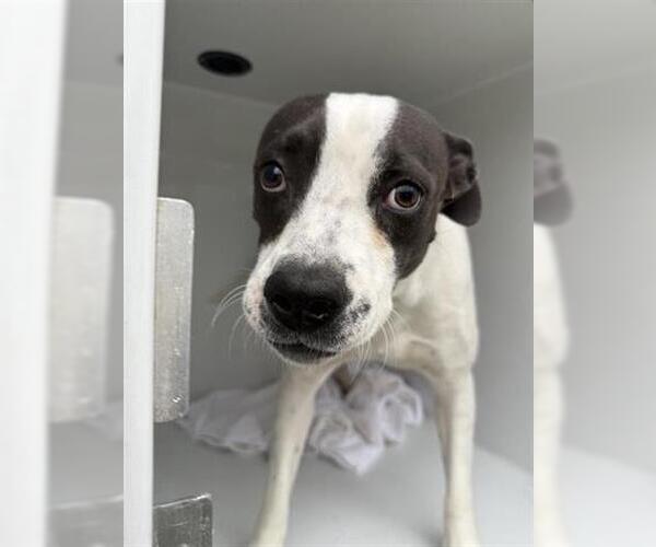 Medium Photo #1 Staffordshire Bull Terrier Puppy For Sale in Houston, TX, USA