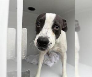 Staffordshire Bull Terrier Dogs for adoption in Houston, TX, USA