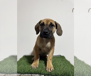 Boerboel Puppy for sale in DALLAS, GA, USA