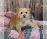 Small #4 Chihuahua Mix