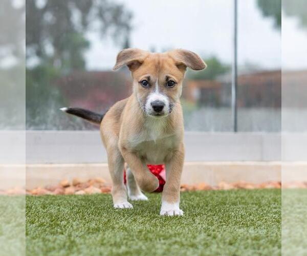 Medium Photo #5 Boxer-Unknown Mix Puppy For Sale in San Diego, CA, USA
