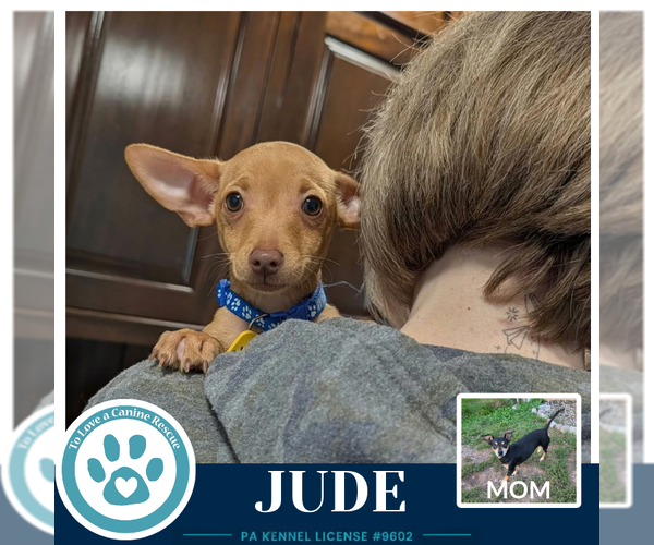 Medium Photo #2 Chiweenie Puppy For Sale in Kimberton, PA, USA