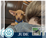 Small Photo #2 Chiweenie Puppy For Sale in Kimberton, PA, USA