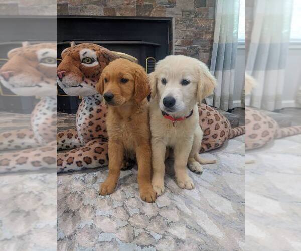 Medium Photo #3 English Cream Golden Retriever Puppy For Sale in SACRAMENTO, CA, USA