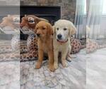 Small #2 English Cream Golden Retriever