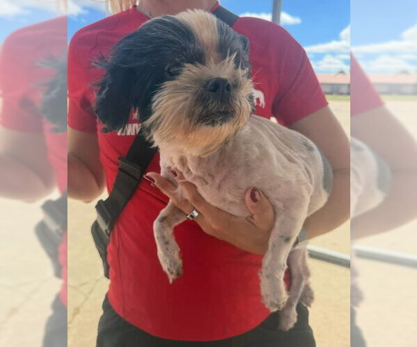 Medium Photo #4 Shih Tzu-Unknown Mix Puppy For Sale in Grafton, WI, USA
