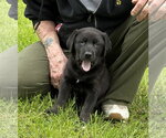 Small Labrador Retriever Mix