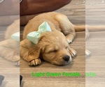 Puppy Green Female Golden Mountain Doodle