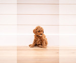 Small #2 Poodle (Miniature)