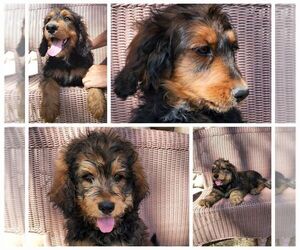 Bernedoodle Puppy for sale in BERTHOUD, CO, USA