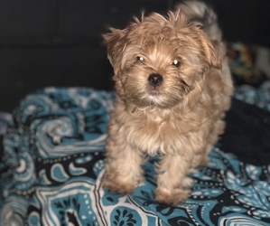 Yorkshire Terrier Puppy for sale in CLINTON, MD, USA