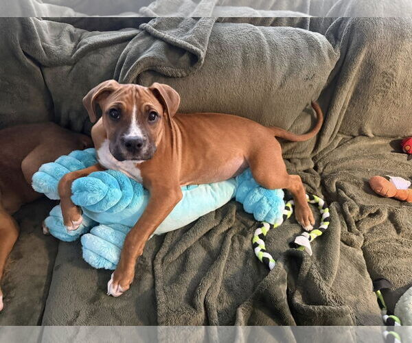 Medium Photo #2 Boxer-Greater Swiss Mountain Dog Mix Puppy For Sale in Stanwood, WA, USA