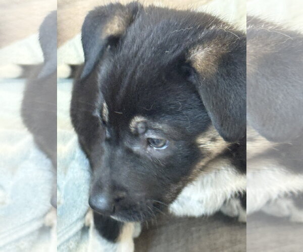 Medium Photo #7 Labrador Retriever-Unknown Mix Puppy For Sale in San Diego, CA, USA
