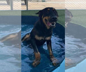 Rottweiler Dogs for adoption in Hillsboro, NH, USA