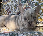 Puppy Puppy 1 Astro French Bulldog