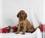 Small Photo #1 Irish Setter Puppy For Sale in GOSHEN, IN, USA