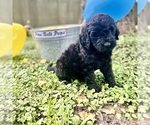 Small Photo #4 Miniature Labradoodle Puppy For Sale in OCEAN SPRINGS, MS, USA