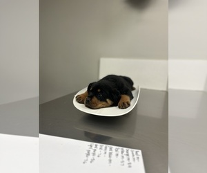 Rottweiler Puppy for sale in HILLSBORO, OH, USA