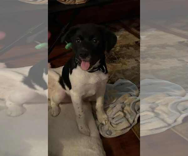 Medium Photo #2 Labrador Retriever-Unknown Mix Puppy For Sale in Mechanicsburg, PA, USA