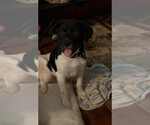 Small #1 Labrador Retriever Mix