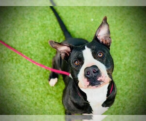 Medium Photo #3 Mutt Puppy For Sale in Orlando, FL, USA