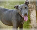 Small #1 American Staffordshire Terrier-Doberman Pinscher Mix