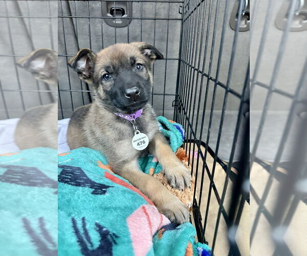 Medium Photo #3 German Shepherd Dog Puppy For Sale in West Sacramento, CA, USA