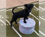 Small #1 Chihuahua