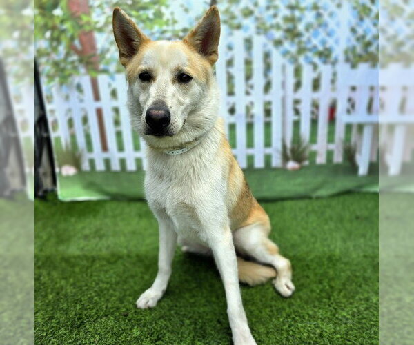 Medium Photo #1 Gerberian Shepsky Puppy For Sale in Long Beach, CA, USA