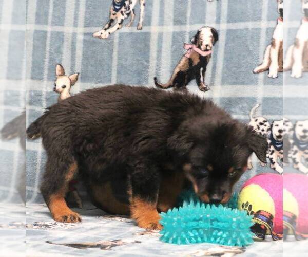 Medium Photo #2 Rottweiler Puppy For Sale in JOPLIN, MO, USA