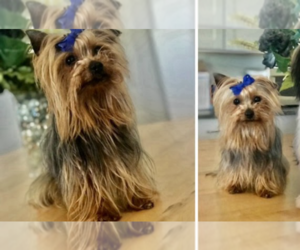 Father of the Yorkshire Terrier puppies born on 03/15/2025