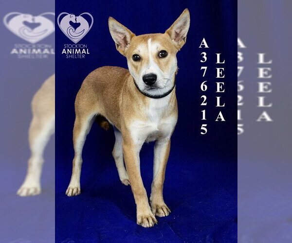 Medium Photo #2 Mutt Puppy For Sale in Stockton, CA, USA