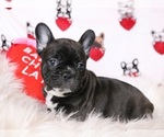 Small Photo #5 French Bulldog Puppy For Sale in FAIR GROVE, MO, USA