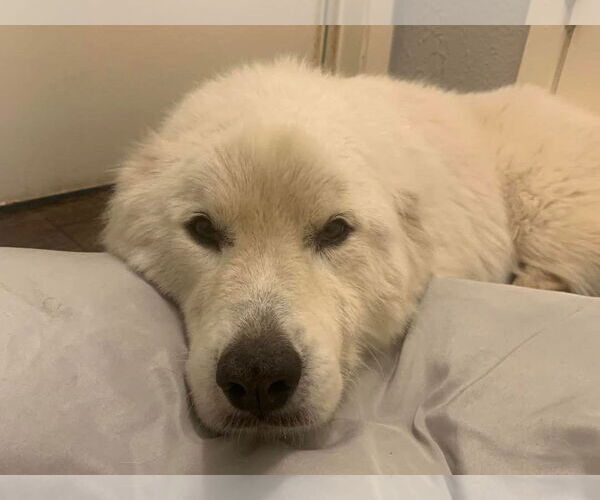 Medium Photo #5 Great Pyrenees Puppy For Sale in Dallas, TX, USA