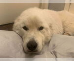Small #4 Great Pyrenees