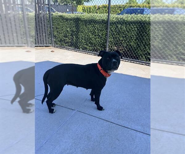 Medium Photo #2 Mutt Puppy For Sale in Elk Grove, CA, USA